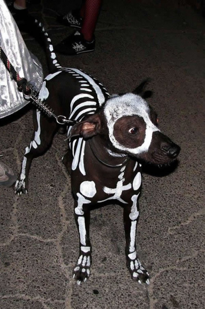 Un chien squelette.