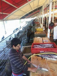 Vendeur de poissons