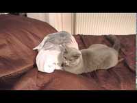 L'attaque du sac plastique