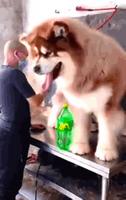 un gros chiot ?