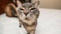 Compilation de Chats drôles
