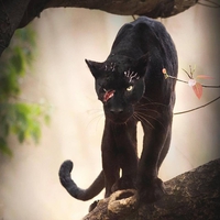 Jeune panthère noire