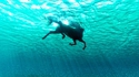 Hippocampe
