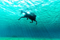 Hippocampe