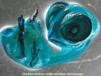 Embryon de poule
