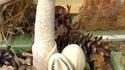 À la recherche des phallus perdus 109