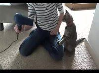 Chat vs sèche-cheveux 