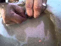 Un coquillage timide