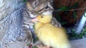 Un peu de tendresse dans ce monde de lombrik