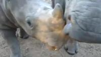 Connaissez-vous  le bruit que font les jeunes rhinocéros ?