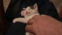 Chaton à la harpe