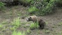 Kan l'ours veut déféquer tranquillement...