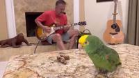 Guitare + péroquet
