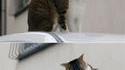 DSCat