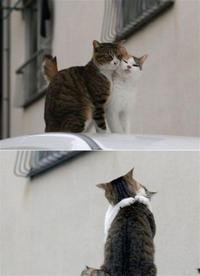 DSCat