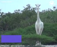 Girafes blanches observées au Kenya