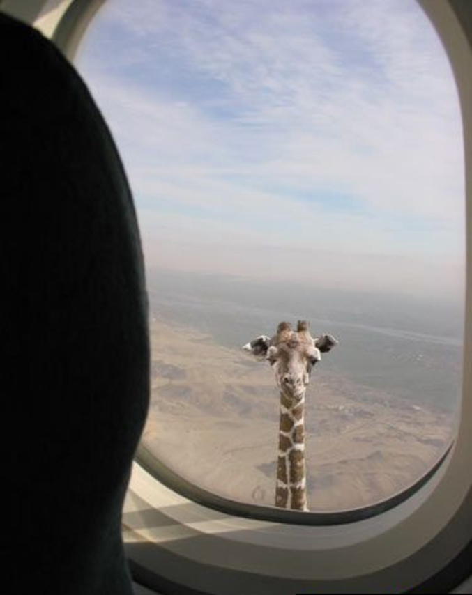 Les girafes ont un très très long cou.