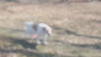 Comme chat et chien 28