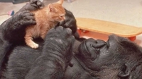 R.I.P. Koko