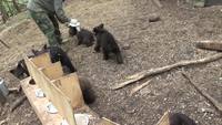 Le club des ours