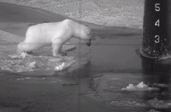 Un ours polaire fait une étrange rencontre