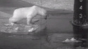 Un ours curieux