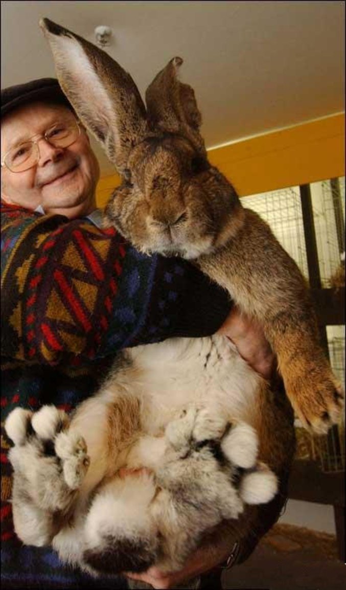 Le plus gros lapin du monde
