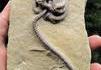 Fossile de crinoïde