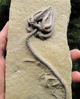 Fossile de crinoïde