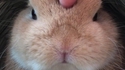 Chtouc