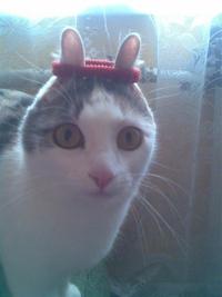 Chat-lapin