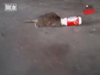 Actimel tue les rats