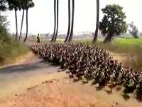 Troupeau de canards