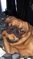 Pose canine