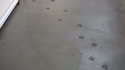 Connard de chat!