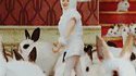 Lapin compris