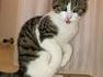 un kangouchat