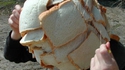 Toastman