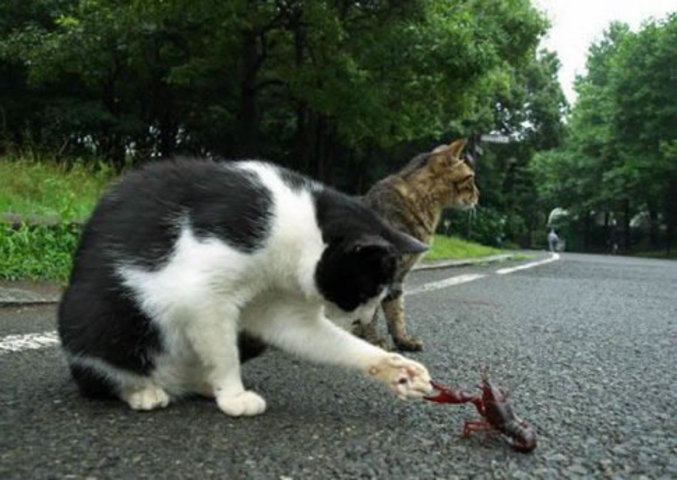 Un chat qui fait copain avec un homard.