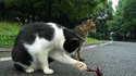 Chat et homard
