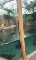 Woaw look a crocofdile
