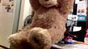 Gentil nounours