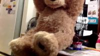 Gentil nounours