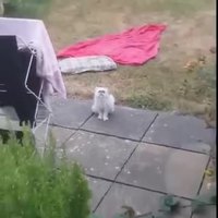 Maman, y'a un chat bizarre