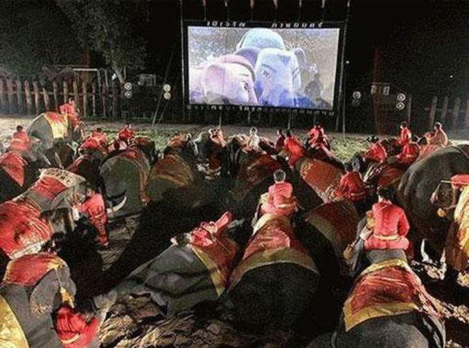 En Inde, un film d'éléphants pour un public d'éléphants