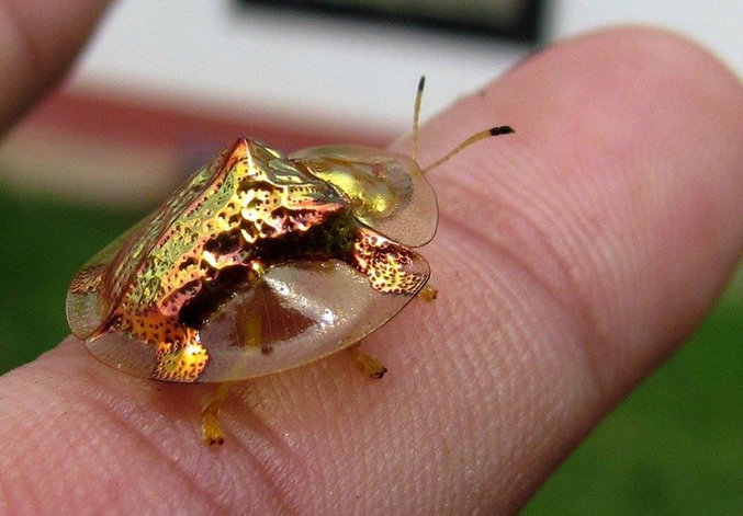 ou le scarabée tortue d'or.