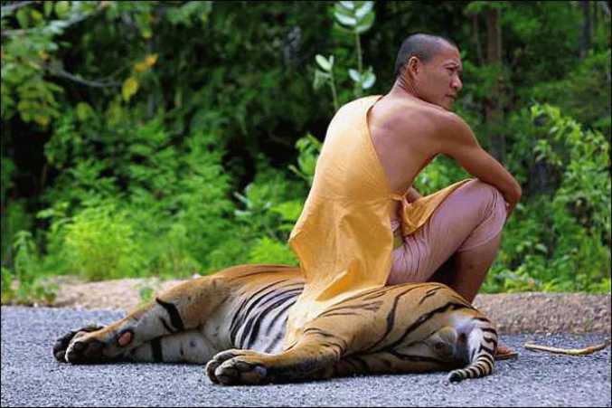 Un bonze qui fait une petite pause sur un tigre