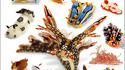 Limaces de mer