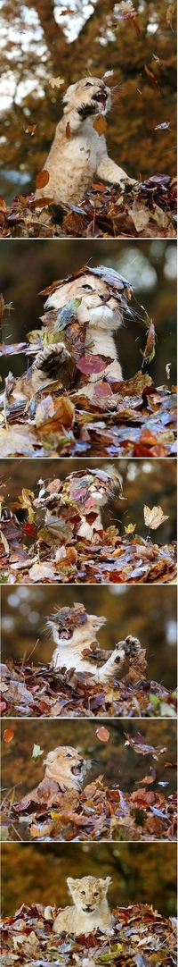 Lion d'automne