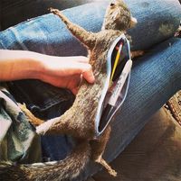 Trousse écureuil
